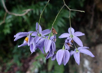 DSC07593a